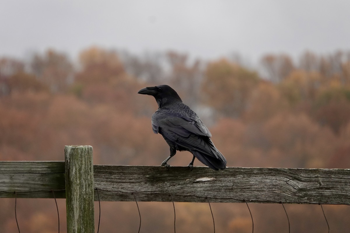 Common Raven - June McDaniels