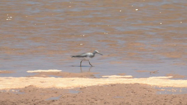 Gray-tailed Tattler - ML501618661