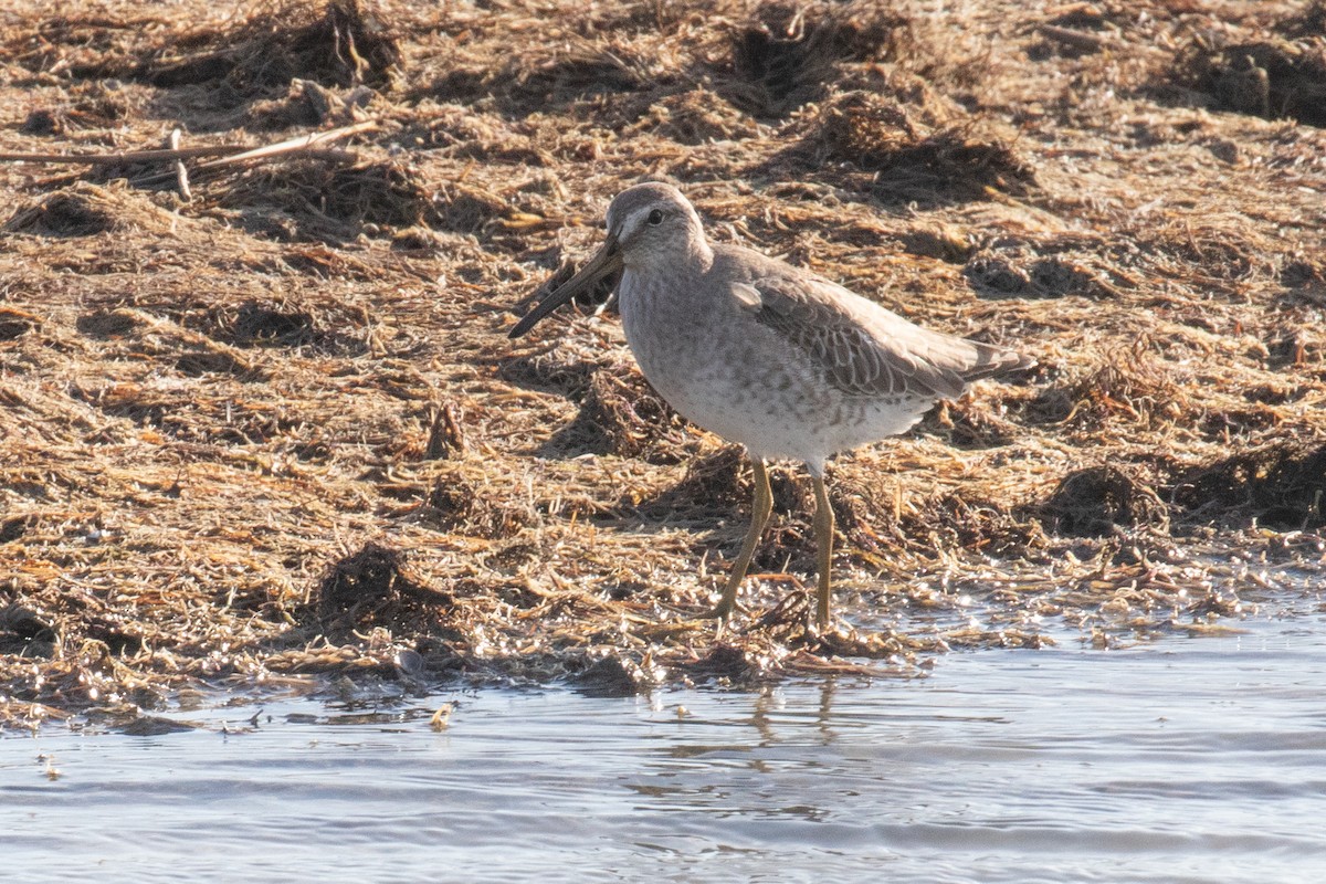 Long-billed Dowitcher - Christine Mason