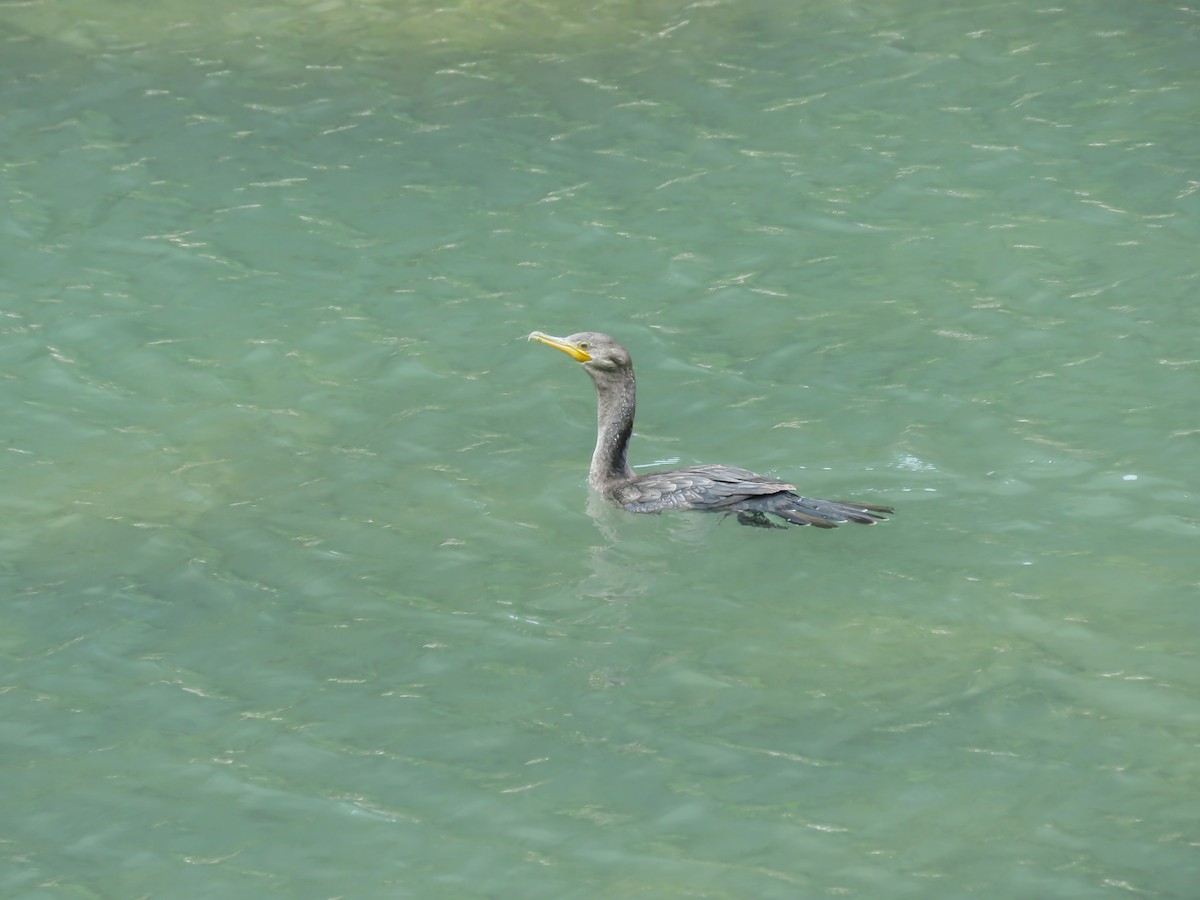 Neotropic Cormorant - ML501621321