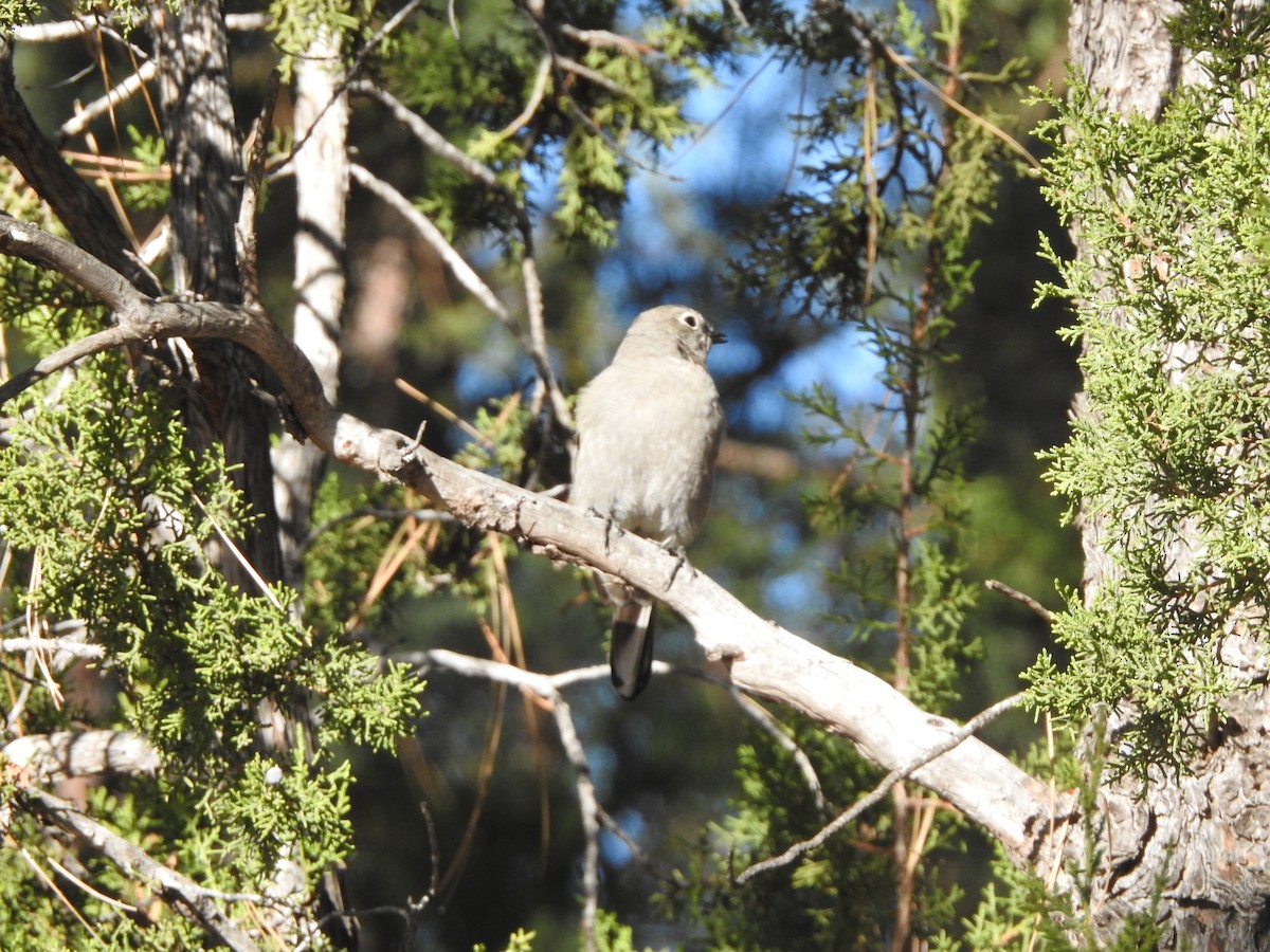 Townsend's Solitaire - ML501623391