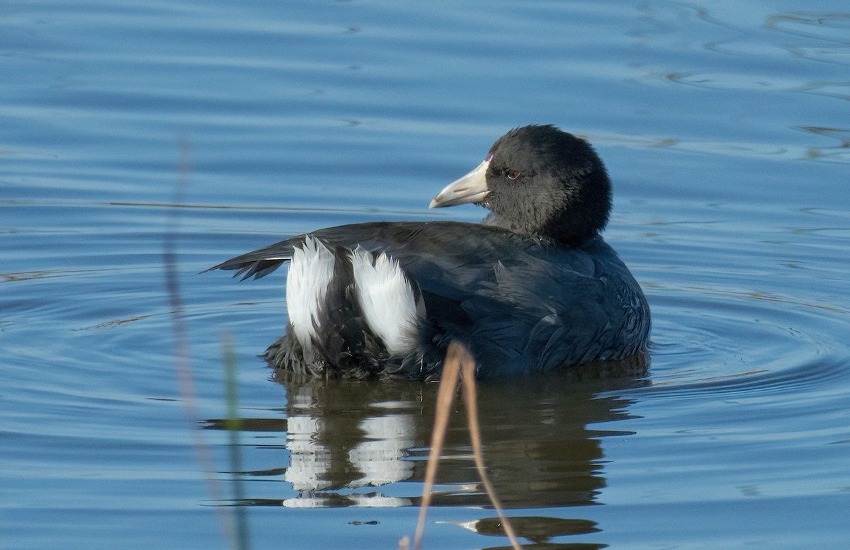 American Coot - Greg Darone