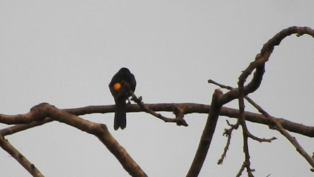 Oriole à épaulettes - ML501623611