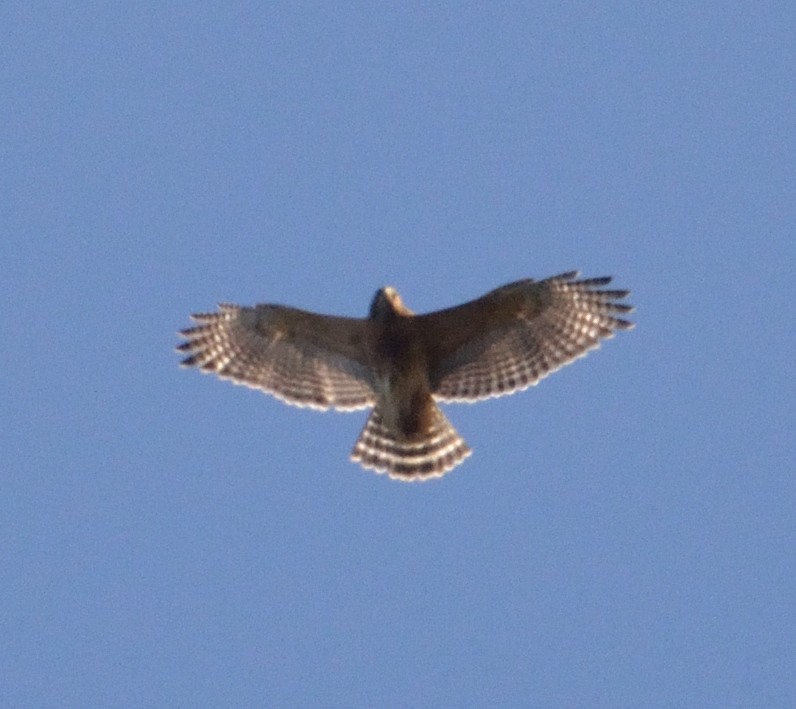 Red-shouldered Hawk - ML501624411