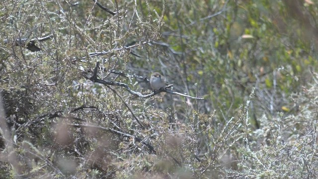 White-winged Fairywren - ML501624991