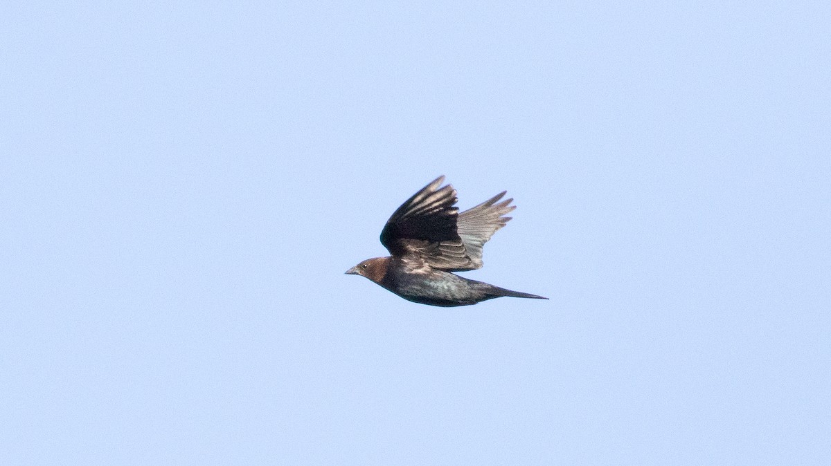 Brown-headed Cowbird - ML501627061