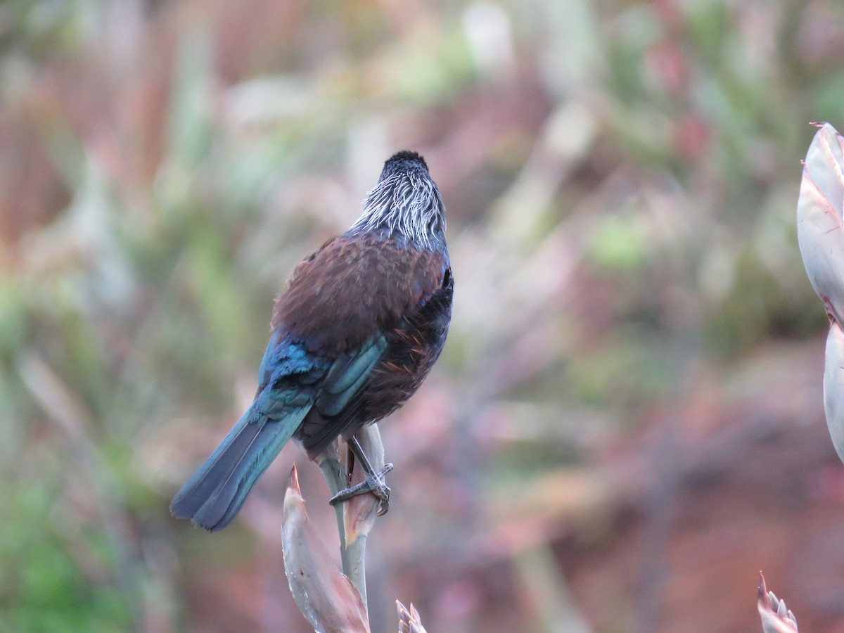 Tui - ML501627091