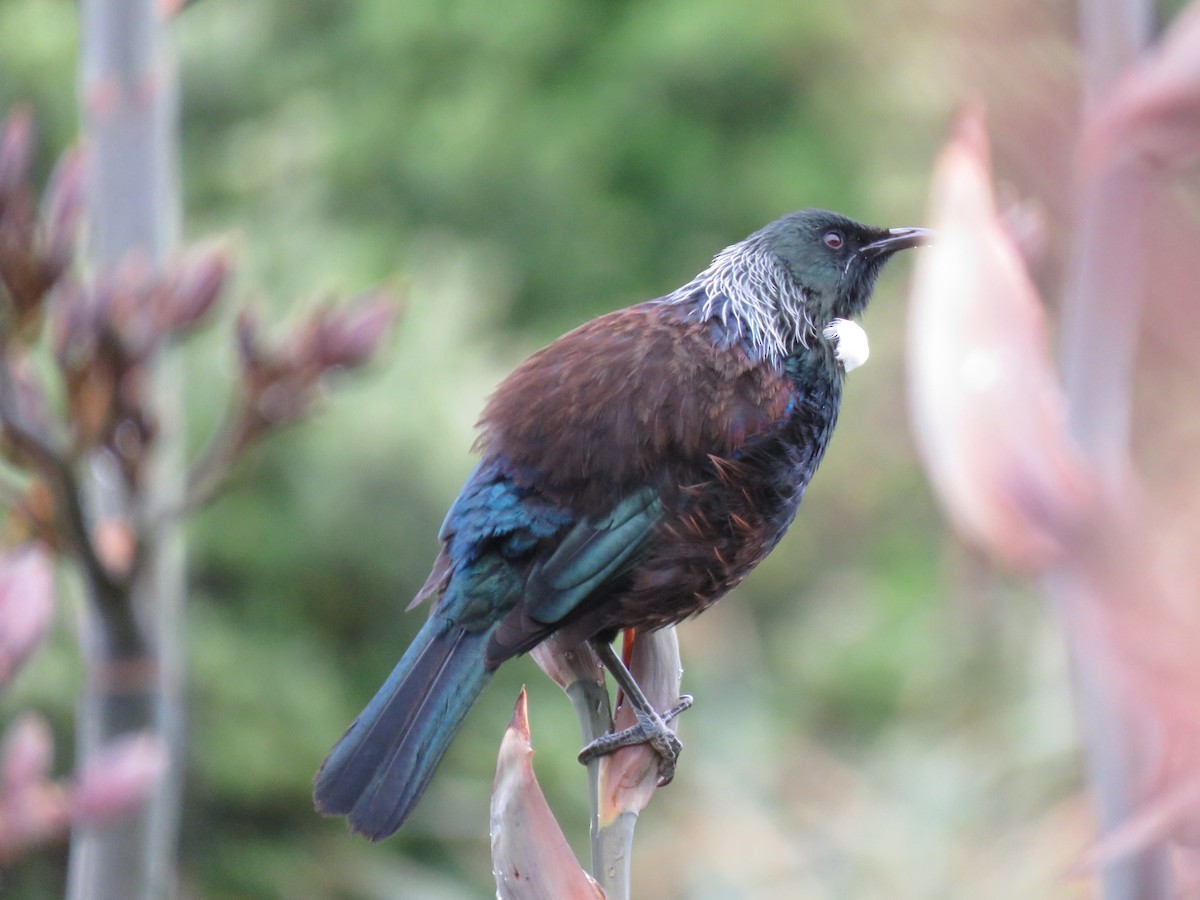 Tui - ML501627101