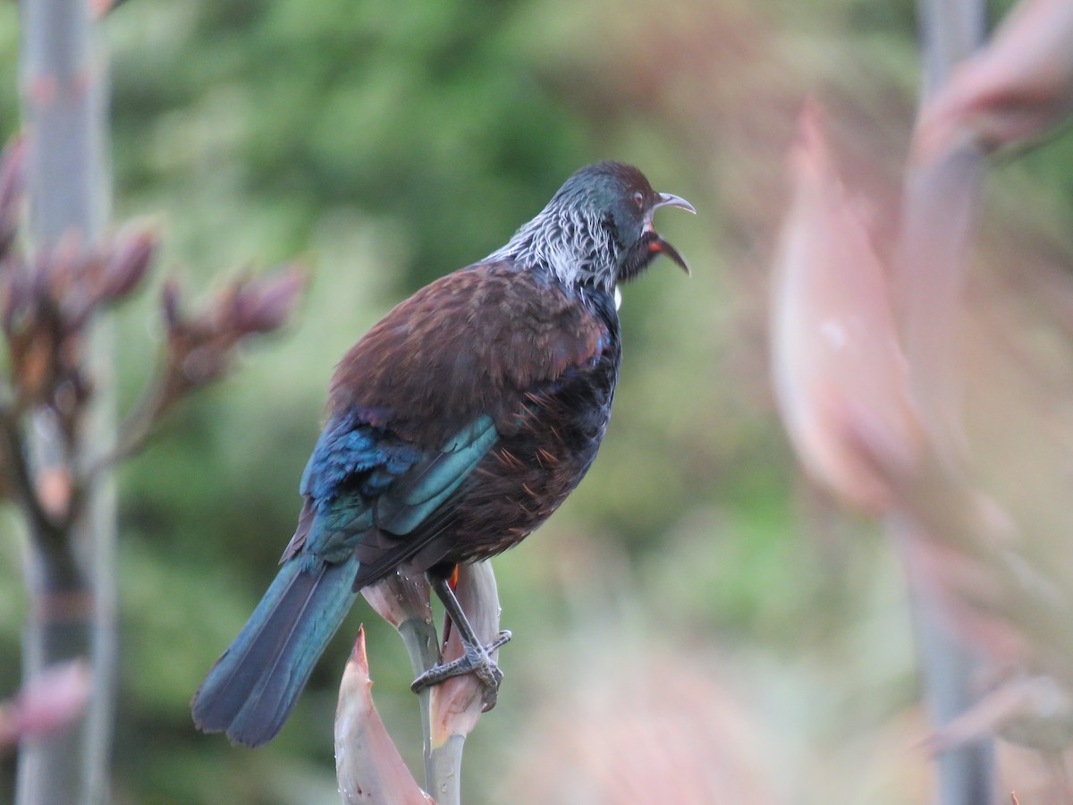 Tui - ML501627111