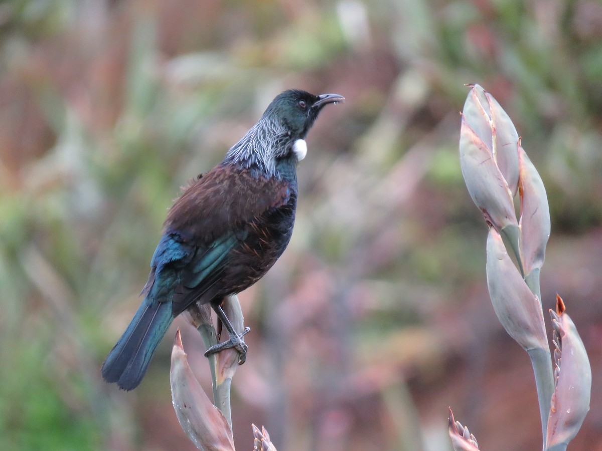 Tui - ML501627121