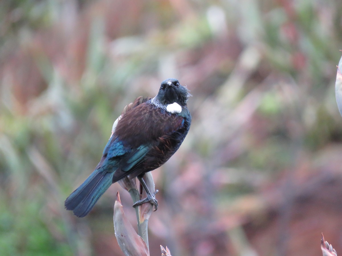 Tui - ML501627131