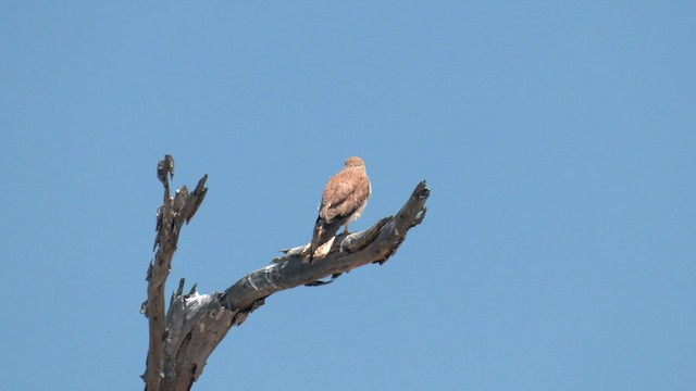 Crécerelle d'Australie - ML501627641