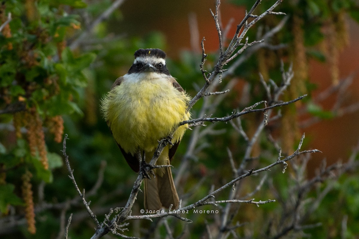 Great Kiskadee - ML501628391