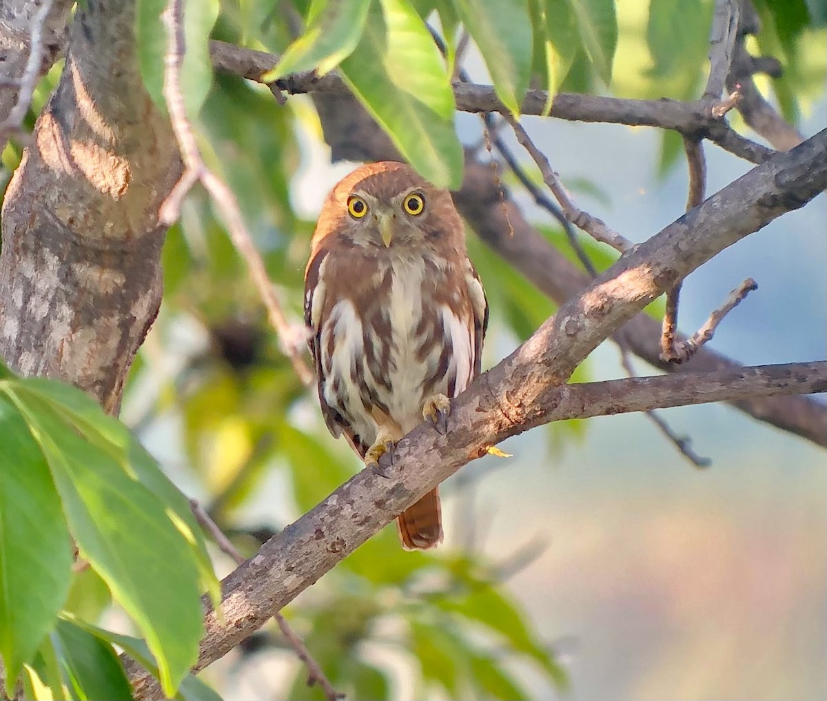 Ferruginous Pygmy-Owl (Ferruginous) - David Tomb