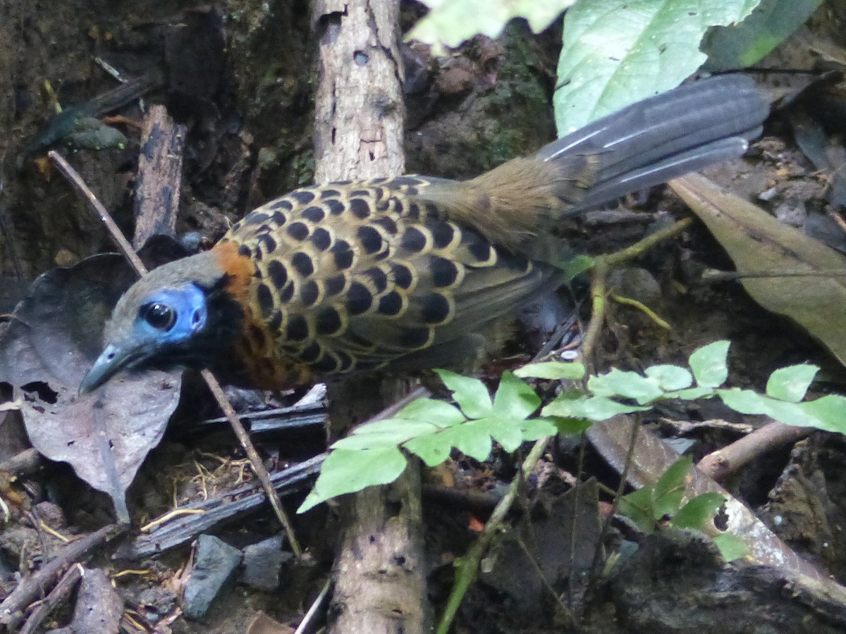 Ocellated Antbird - Carolyn Wilcox