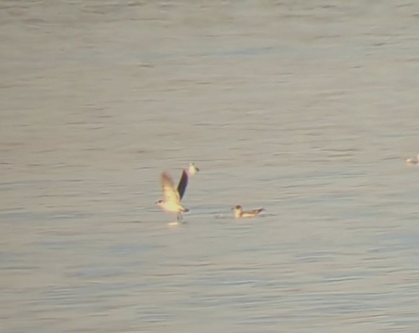 Franklin's Gull - ML501631051