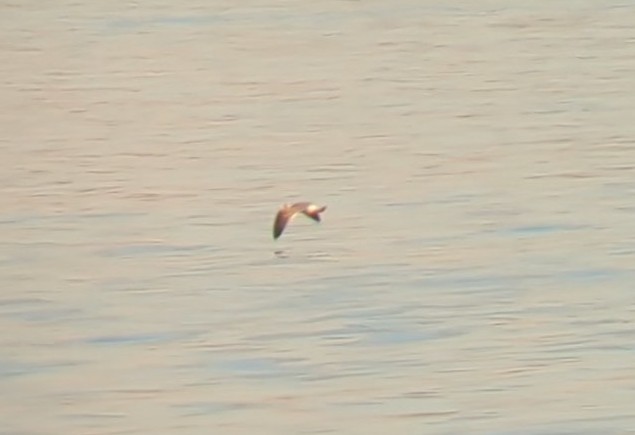 Franklin's Gull - ML501631071