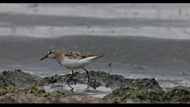 Semipalmated Sandpiper - ML501631181