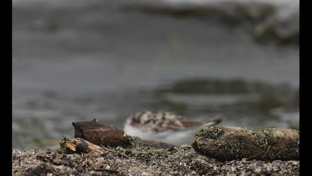 Bécasseau sanderling - ML501631251