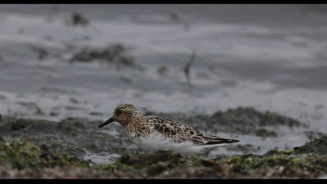 Bécasseau sanderling - ML501631271