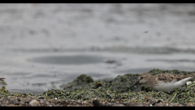 Semipalmated Sandpiper - ML501631281