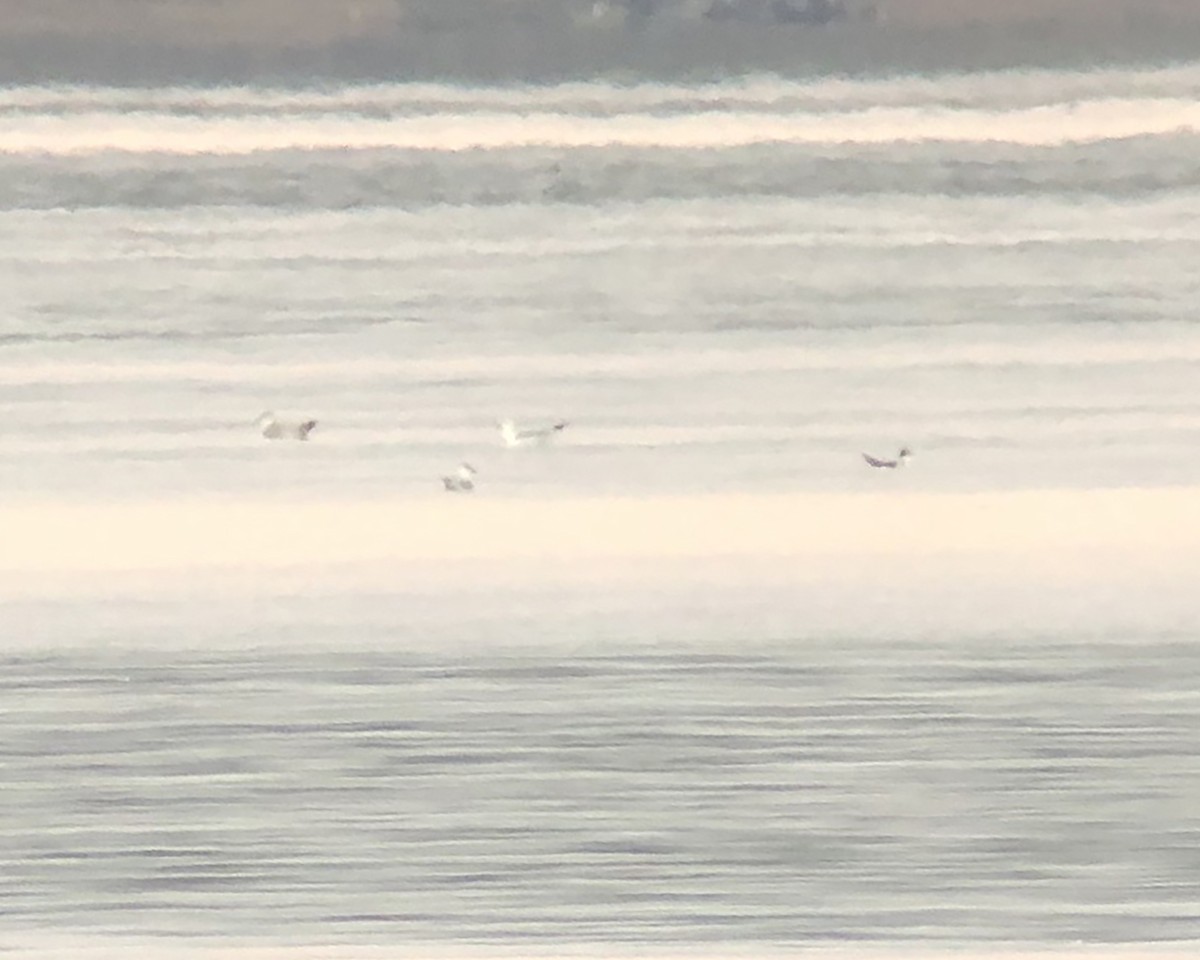 Franklin's Gull - ML501632081