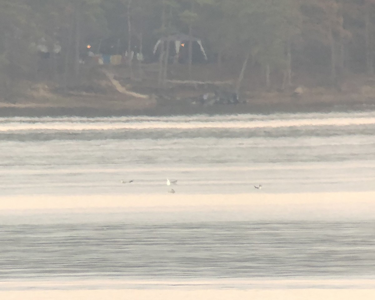 Franklin's Gull - ML501632091