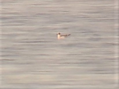 Franklin's Gull - ML501632581