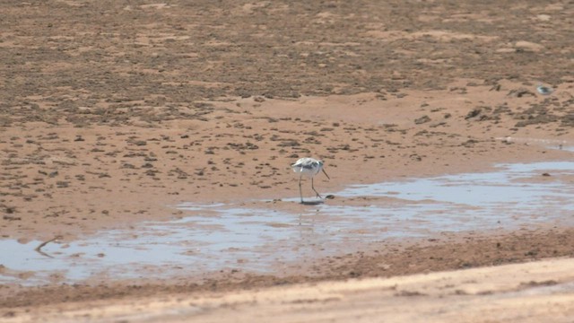 Common Greenshank - ML501632801