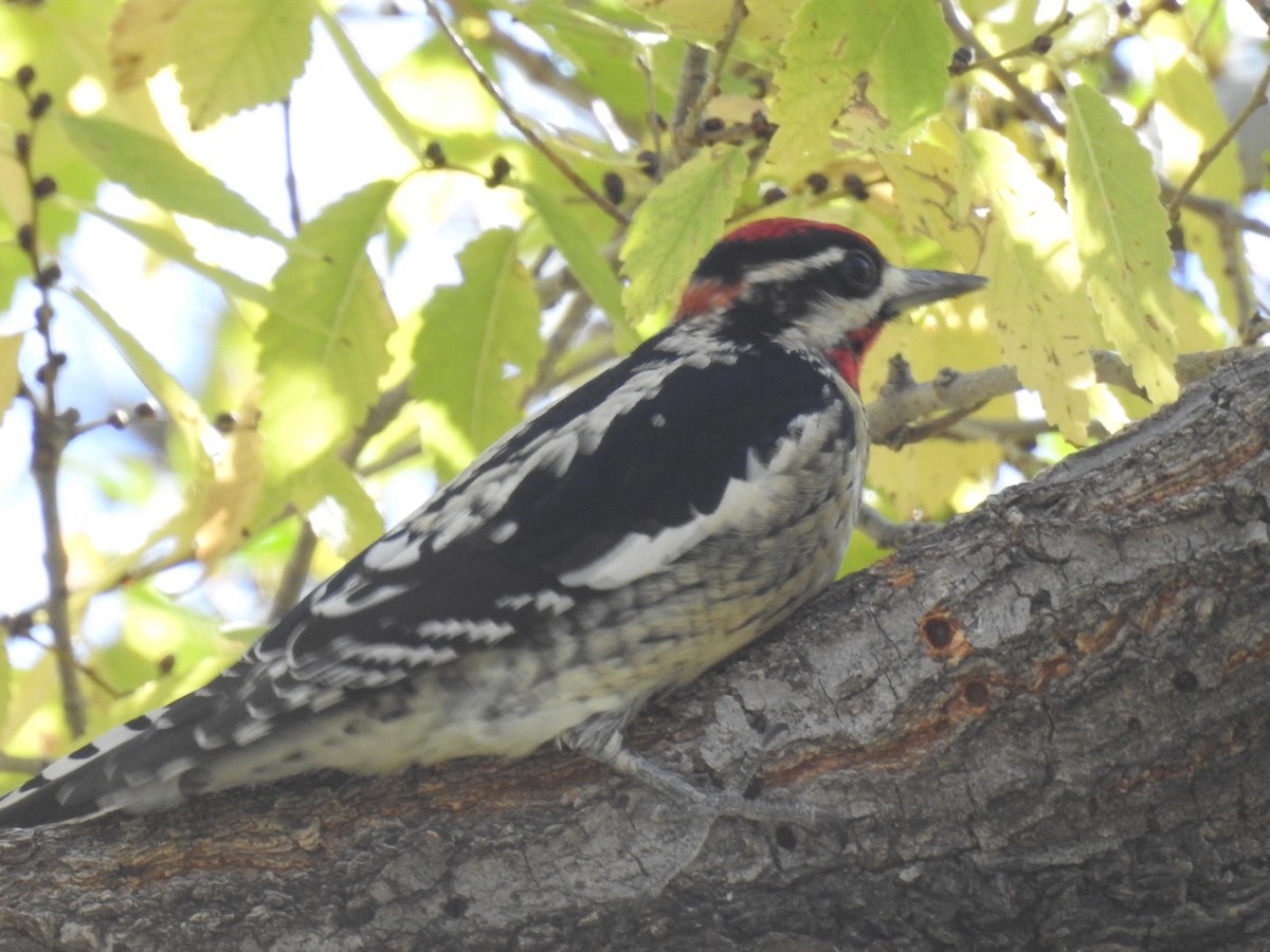 Red-naped Sapsucker - Brenda Meese