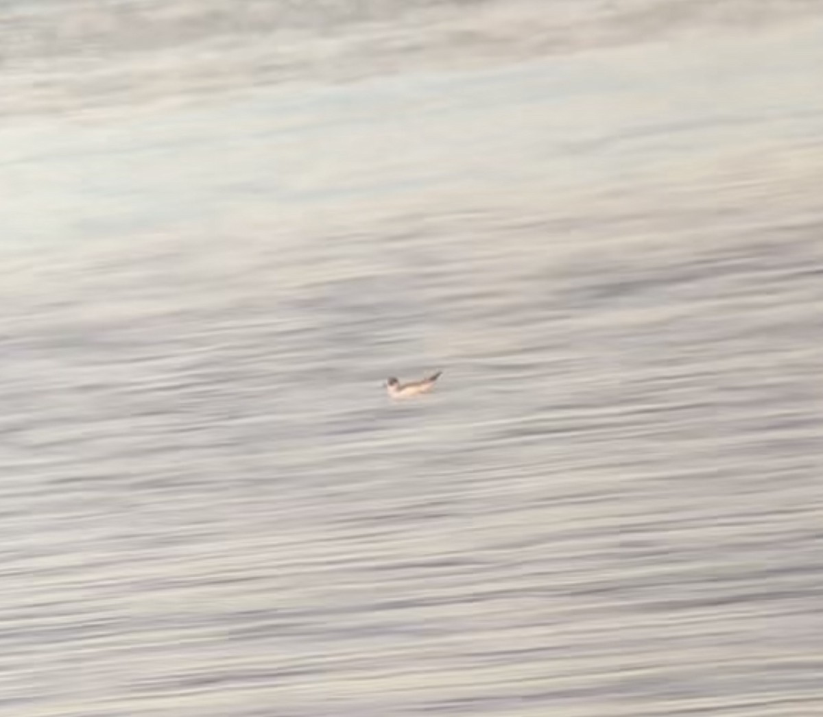 Franklin's Gull - ML501633731