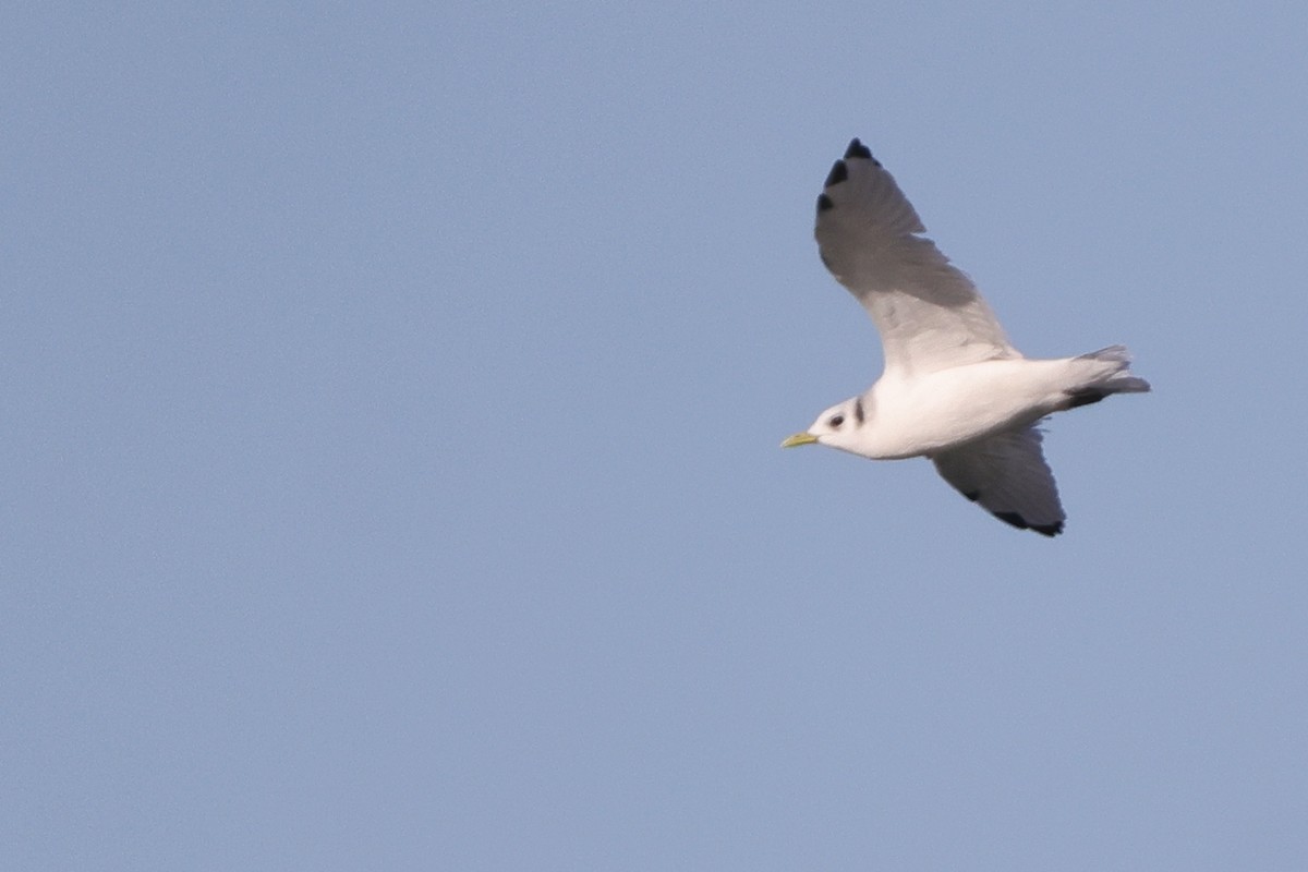 Black-legged Kittiwake - Tim Lenz