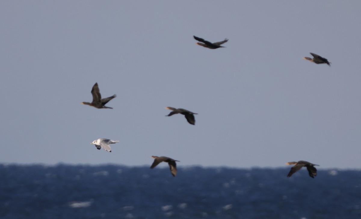 Black-legged Kittiwake - Tim Lenz