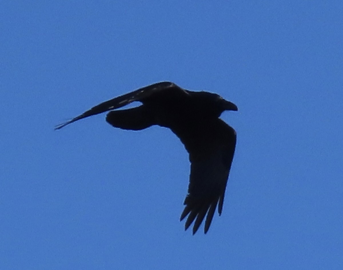 Common Raven - ML501636631