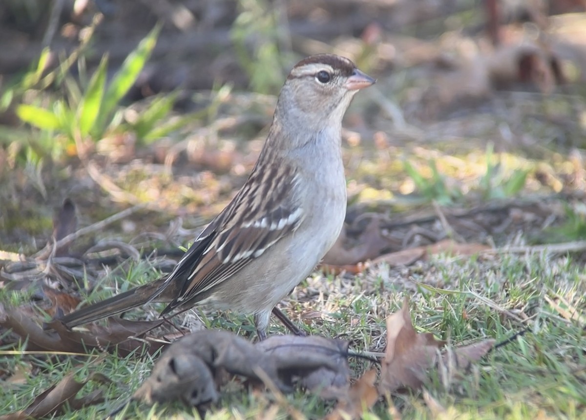 White-crowned Sparrow - ML501636871