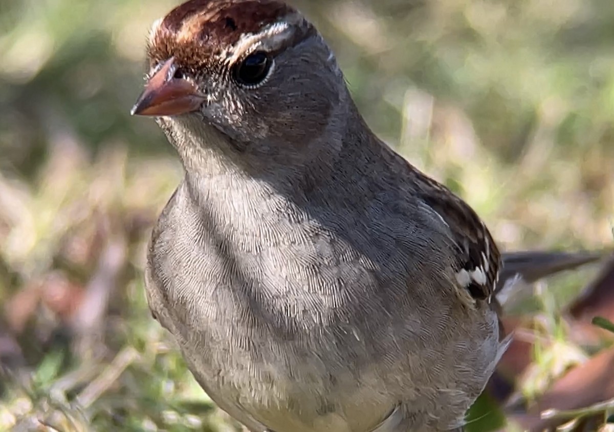 White-crowned Sparrow - ML501636911