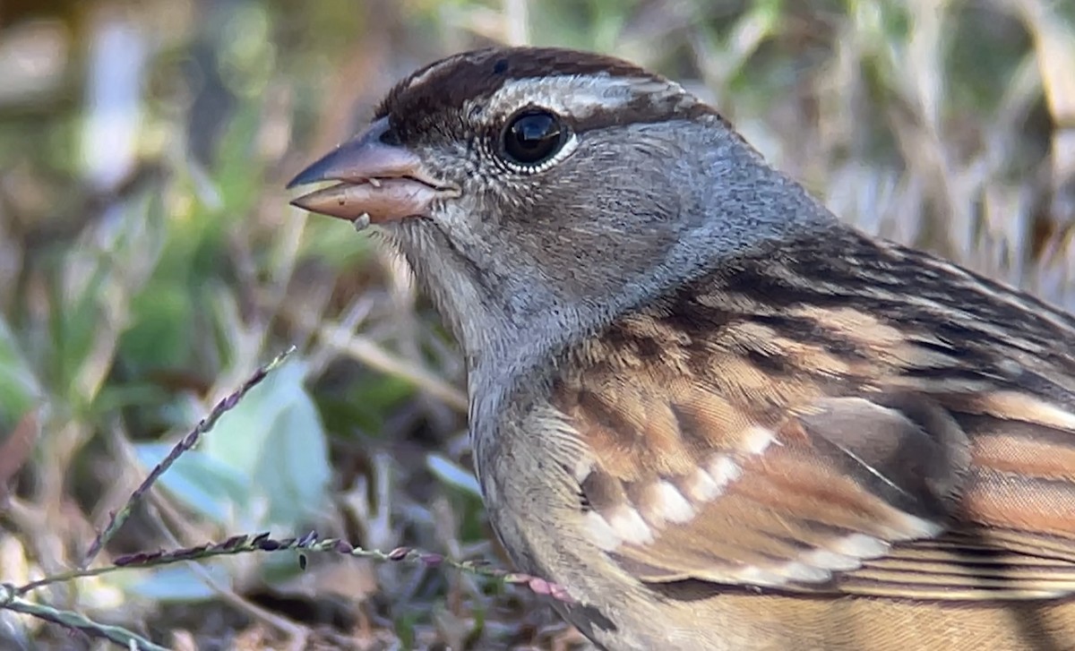 White-crowned Sparrow - ML501636971