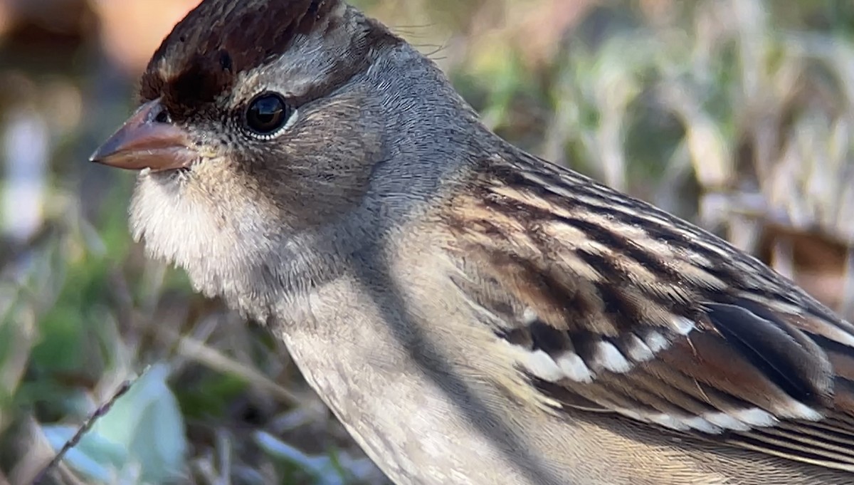 White-crowned Sparrow - ML501636981