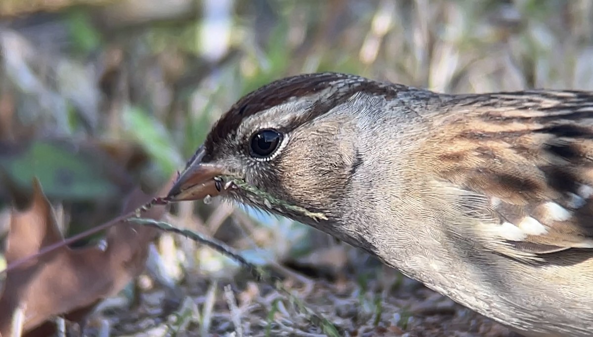 White-crowned Sparrow - ML501637061