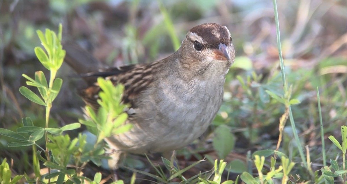 White-crowned Sparrow - ML501637121