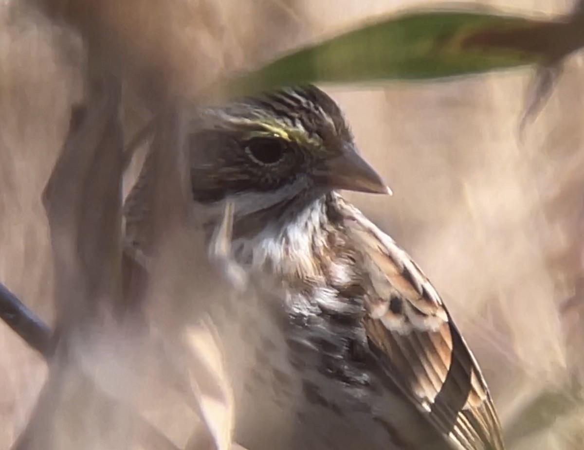 Savannah Sparrow - ML501637341