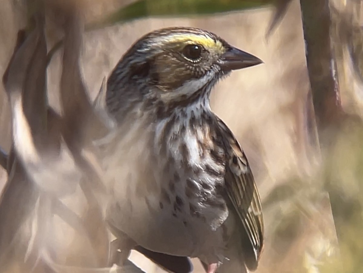 Savannah Sparrow - ML501637351