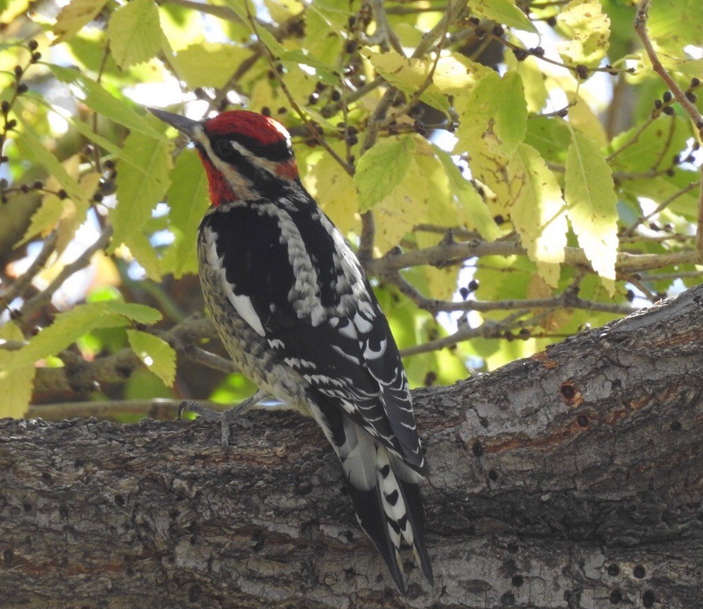 Red-naped Sapsucker - Brenda Meese