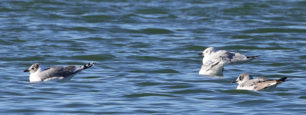 Franklin's Gull - Tim Lenz