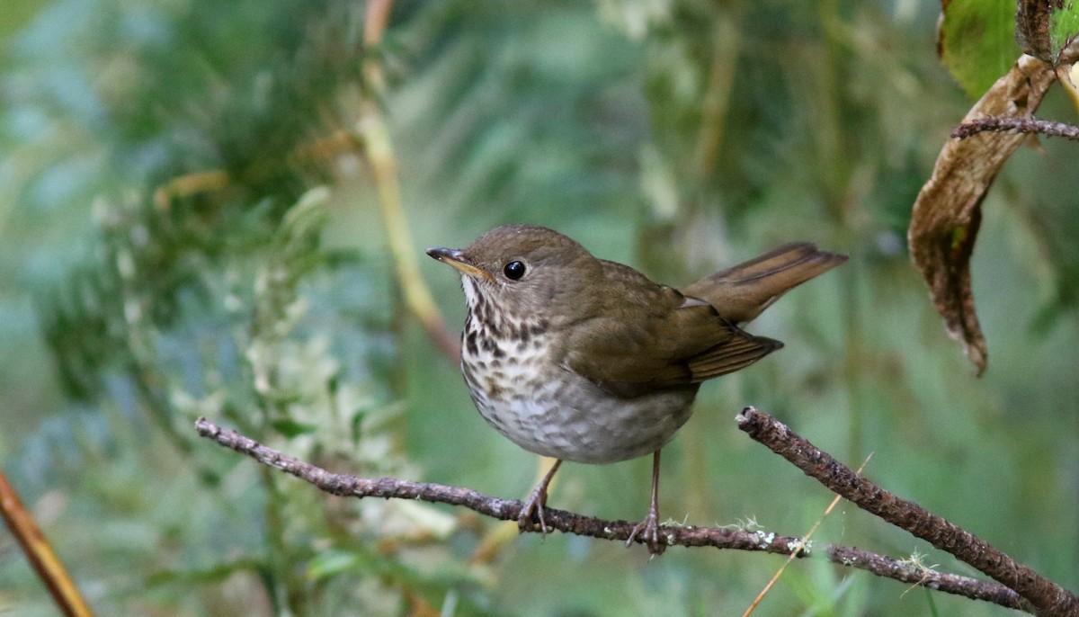 Bicknell's Thrush - ML50164031