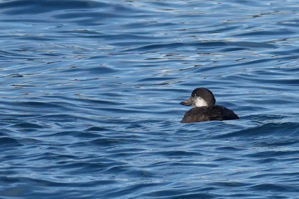 Black Scoter - ML501640671