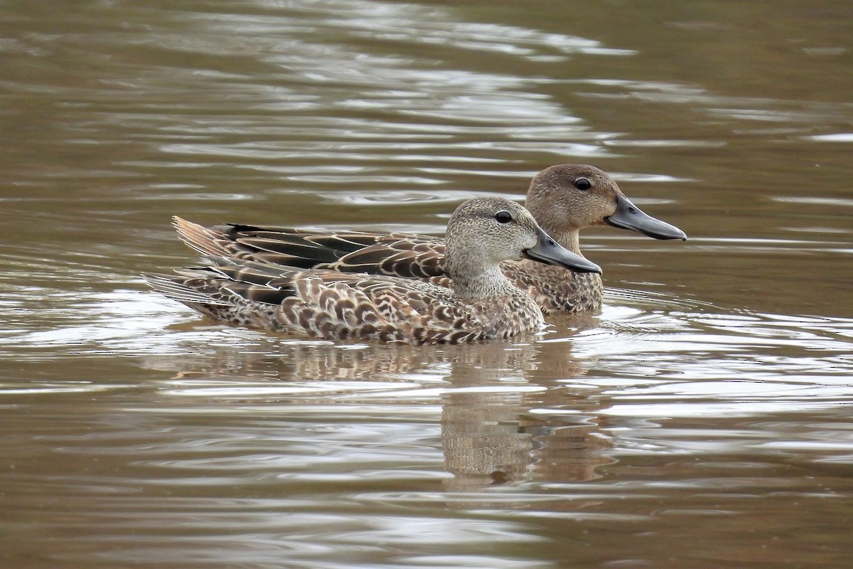 Blue-winged Teal - ML501641531