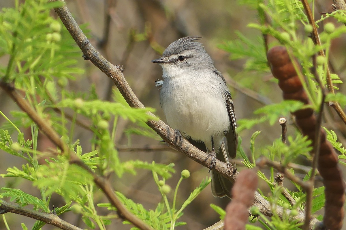 White-crested Tyrannulet (White-bellied) - ML501642531