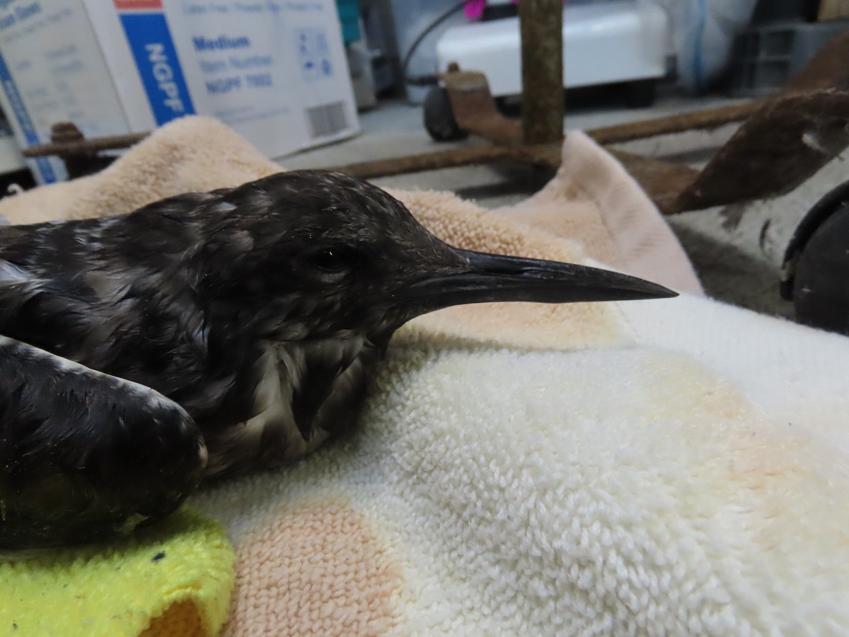 Sooty Tern - Animal Rehabilitation Keep Live Stranded Rarities
