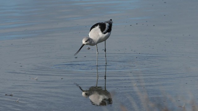 Avocette d'Amérique - ML501643471